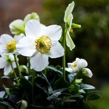 Helleborus niger 'Mont Blanc' - Helleborus | Achat producteur
