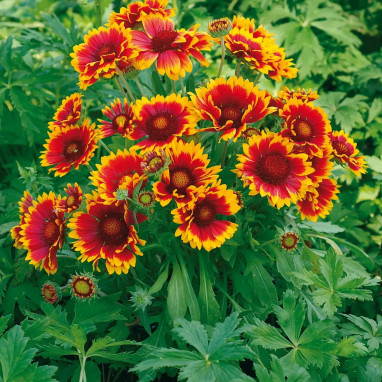 Gaillardia 'Fackelschein' - Gaillardia | Achat direct au producteur