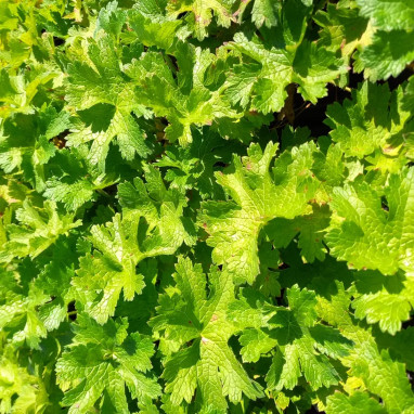 Geranium x magnificum 'Turco' - Geranium | Achat producteur