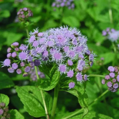 Conoclinium coelestinum - Eupatorium | Achat direct au producteur