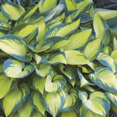 Hosta 'June' - Hosta | Achat direct au producteur
