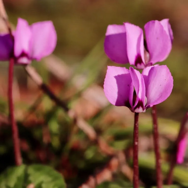 Cyclamen coum - Cyclamen | Achat direct au producteur