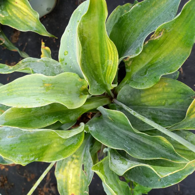 Hosta Shadowland 'Diamond Lake' - Hosta | Achat direct producteur