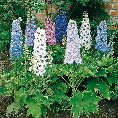 Delphinium 'Fantasy Mix' - Delphinium | Achat direct au producteur