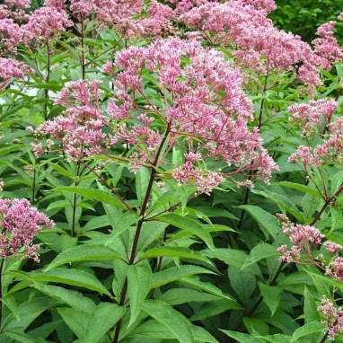 Eupatoire 'Atropurpureum' - Eutrochium | Achat direct au producteur