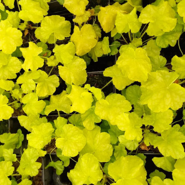Heuchera WORLD CAFFE Lime Americano | Achat direct au producteur