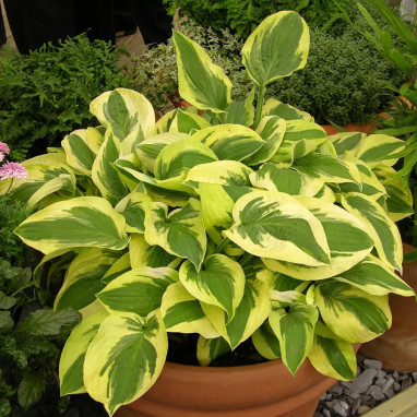 Hosta 'Wide Brim' - Hosta | Achat direct au producteur