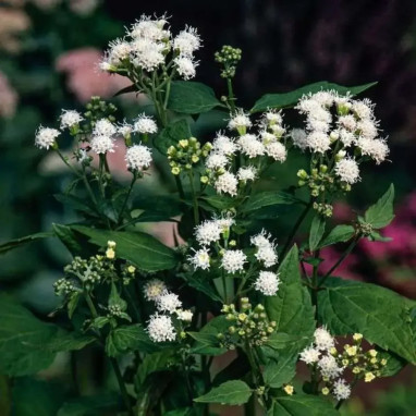 Eupatorium rugosum - Ageratina | Achat direct au producteur