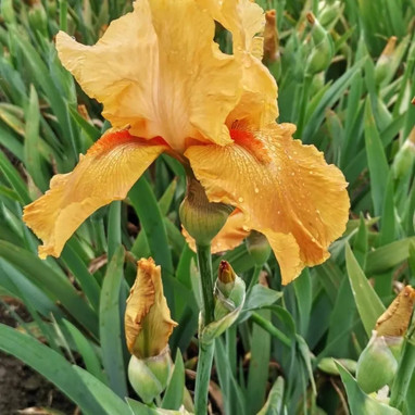 Iris germanica 'Flaming Orange' - Iris | Achat direct au producteur