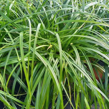 Carex oshimensis Ribbon Falls - Carex | Achat direct au producteur