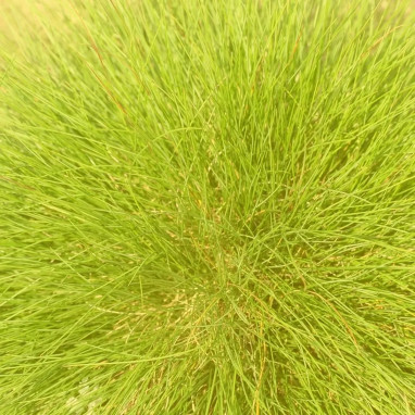 Festuca glauca 'Amigold' - Festuca | Achat direct au producteur