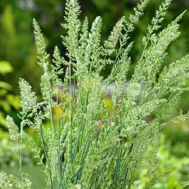 Koeleria glauca - Graminée vivace | Achat direct au producteur