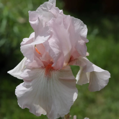 Iris germanica 'Flamant Rose' - Iris | Achat direct au producteur