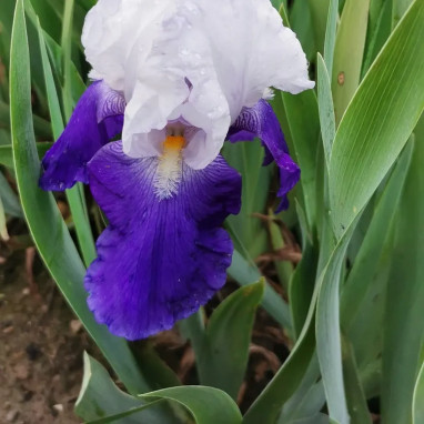 Iris germanica 'Night Edition' - Iris | Achat direct au producteur