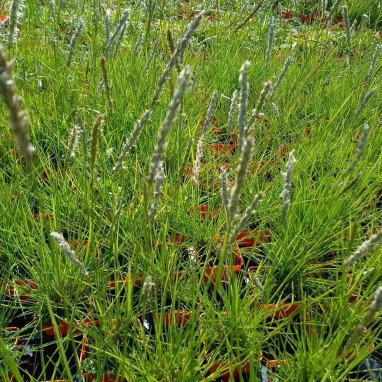 Sesleria autumnalis - Sesleria | Achat direct au producteur