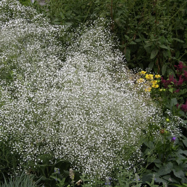 Gypsophila paniculata - Gypsophila | Achat direct au producteur