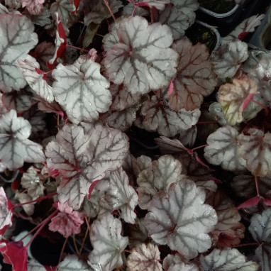 Heuchera WORLD CAFFE Frappé - Heuchera | Achat direct producteur