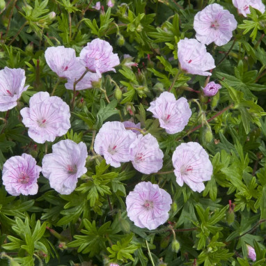 Geranium sanguineum 'Lancastriense' - Geranium | Achat producteur