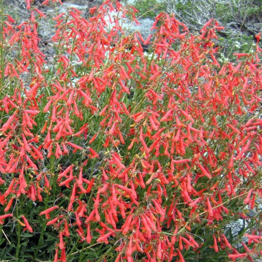 Penstemon pinifolius - Penstemon | Achat direct au producteur