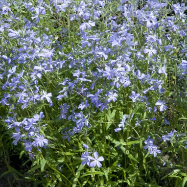 Phlox divaricata - Phlox | Achat direct au producteur