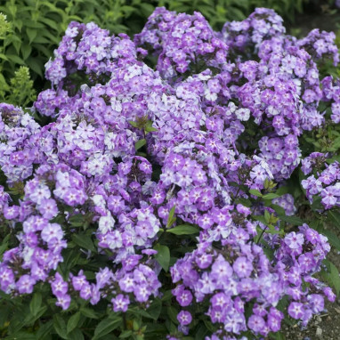 Phlox paniculata 'Blue Boy' - Phlox | Achat direct au producteur