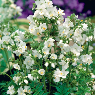 Polemonium caeruleum 'Album' - Polemonium | Achat producteur