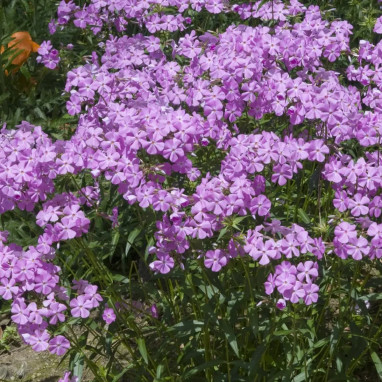 Phlox carolina 'Bill Baker' - Phlox | Achat direct au producteur