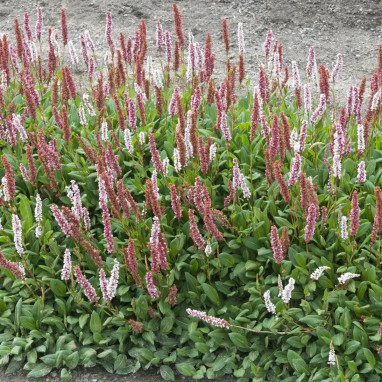 Polygonum (Persicaria) affinis 'Superba' | Achat direct au producteur