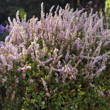 Polygonum vacciniifolia - Persicaria | Achat direct au producteur