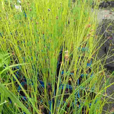 Jonc épingle - Eleocharis acicularis | Achat direct au producteur