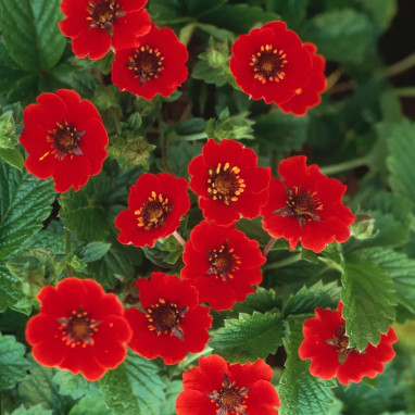 Potentilla atrosanguinea 'Gibson's Scarlet' | Achat direct au producteur