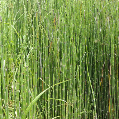 Prêle 'Japonicum' - Equisetum hyemale | Achat direct au producteur