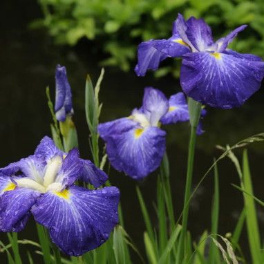 Iris laevigata - Iris | Achat direct au producteur