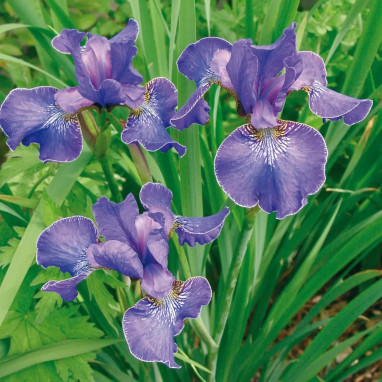 Iris sibirica 'Caesar's Brother' - Iris | Achat direct au producteur