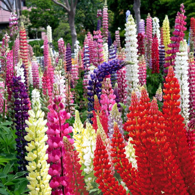 Lupin 'Russell Hybrids' - Lupinus | Achat direct au producteur