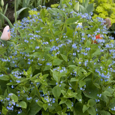 Myosotis scorpioides - Myosotis | Achat direct au producteur