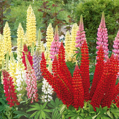 Lupin nain 'Gallery Mix' - Lupinus | Achat direct au producteur