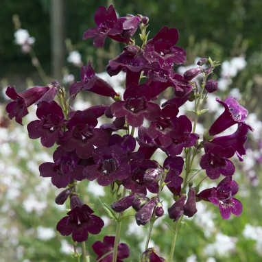 Penstemon 'Blackbird' - Penstemon | Achat direct au producteur