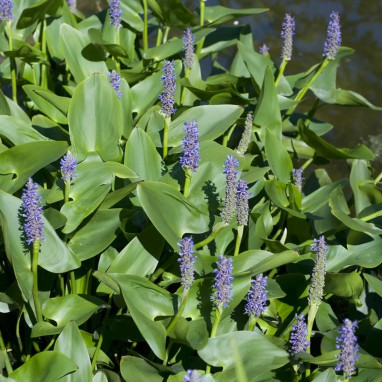 Pontederia cordata - Pontédérie | Achat direct au producteur