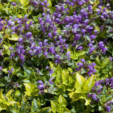 Lamium maculatum 'Anne Greenaway' - Lamium | Achat producteur