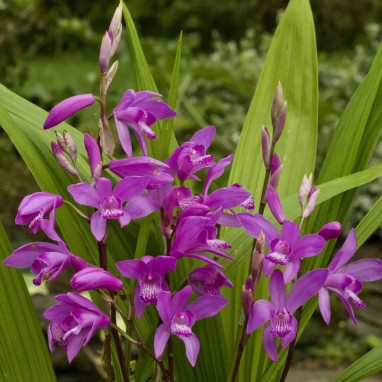 Bletilla striata - Orchidée terrestre | Achat direct au producteur