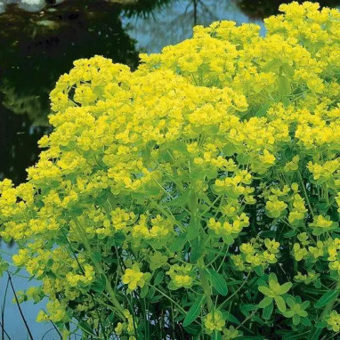 Euphorbe des marais - Euphorbia palustris | Achat producteur