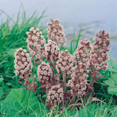 Petasites hybridus - Pétasite hybride | Achat direct au producteur