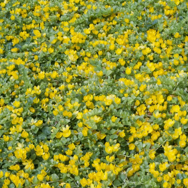 Lysimachia nummularia - Lysimaque nummulaire | Achat producteur
