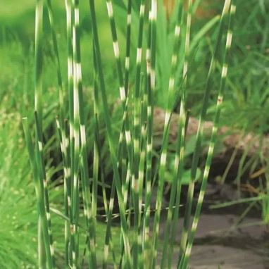 Scirpus 'Zebrinus' - Schoenoplectus | Achat direct au producteur