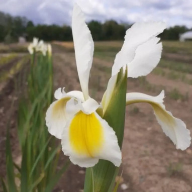 Iris de Sibérie blanc 'Alba' - Iris sibirica | Achat direct au producteur