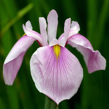Iris laevigata 'Rose Queen' - Iris | Achat direct au producteur