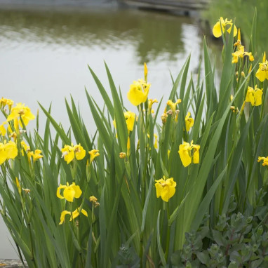 Iris des marais - Iris pseudacorus | Achat direct au producteur