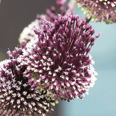 Allium 'Red Mohican' - Allium amethystinum | Achat producteur
