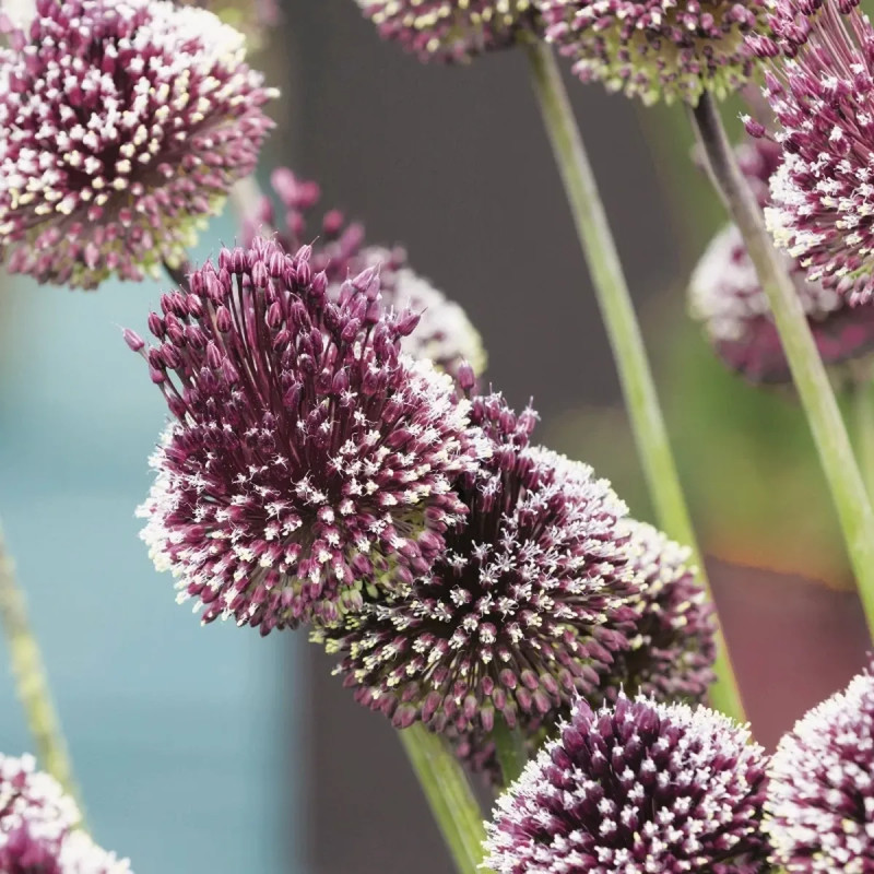 Allium 'Red Mohican' - Allium amethystinum | Achat producteur